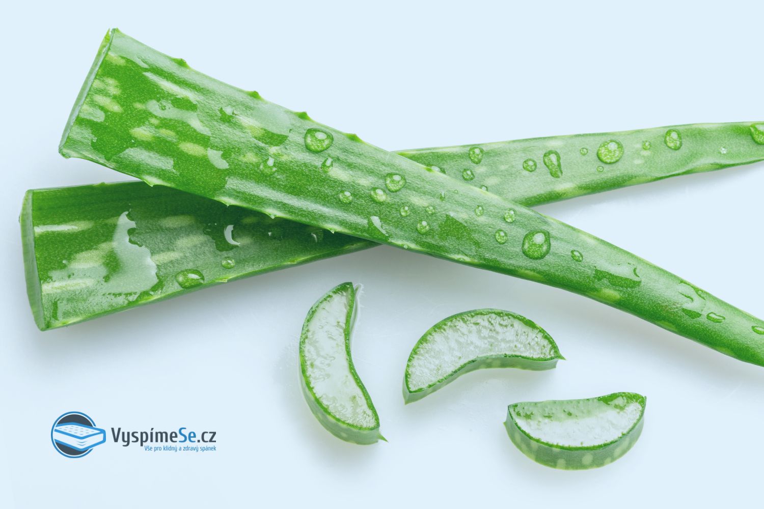 Aloe vera - co to je? | Vyspimese.CZ